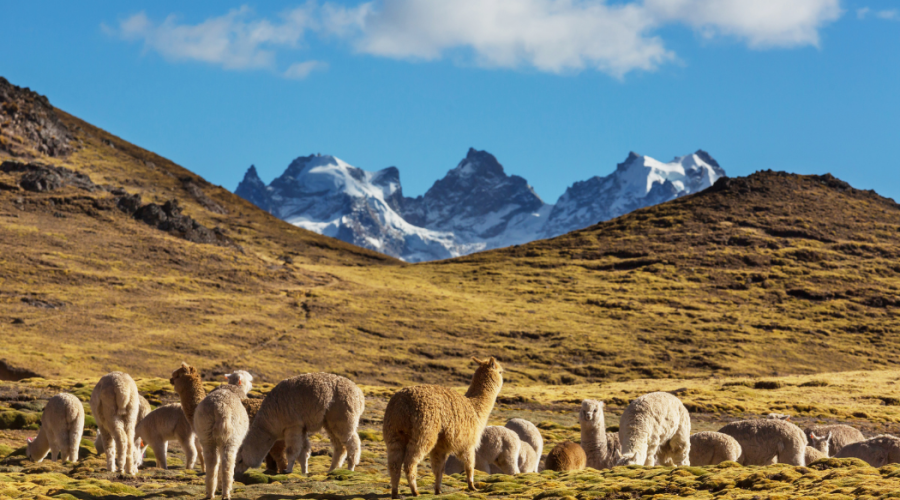 cotopaxi alpacas