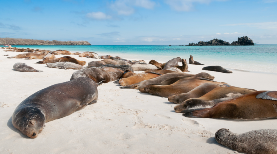 Sea Lions