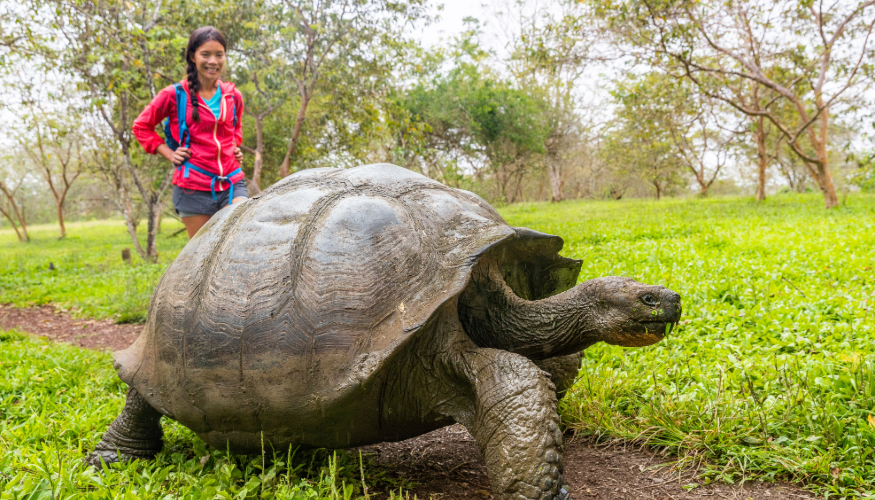 Giant Tortoise
