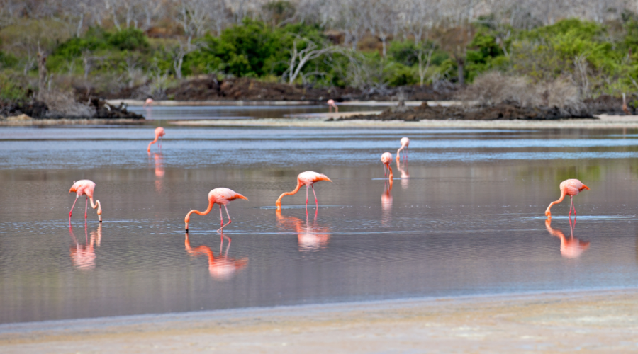 Flamingo’s Lagoon
