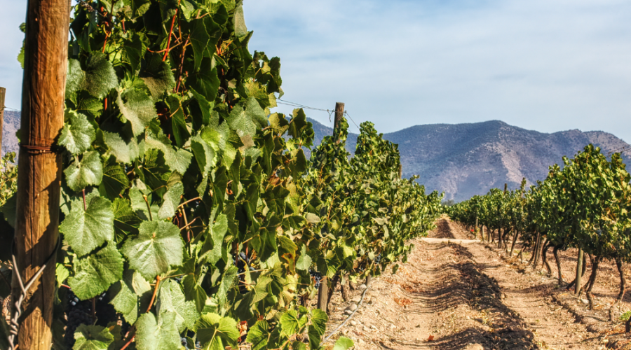 Maipo Valley