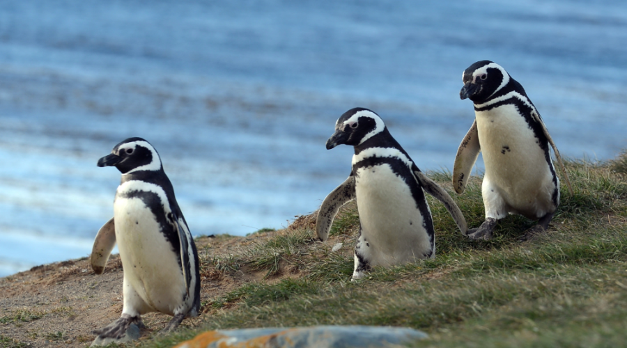 Magdalena Penguin Colony